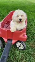 Rupert, a male Miniature Bernedoodle for sale in Rock Valley, IA – 1 of 1