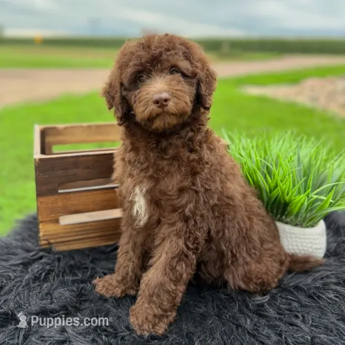 Annie-medium – English Goldendoodle puppy for sale in Rock Valley, IA
