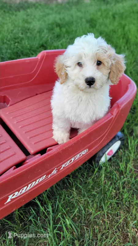 Winnie – Miniature Bernedoodle puppy for sale in Rock Valley, IA