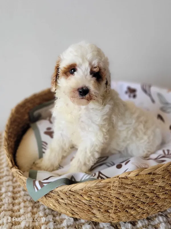 Daisy – Miniature Goldendoodle puppy for sale in Rock Valley, IA