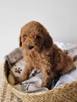 Chip, a male Miniature Goldendoodle for sale in Rock Valley, IA – 1 of 1