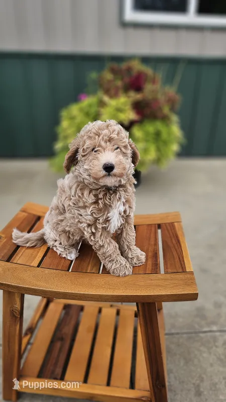 Sundae – Miniature Goldendoodle puppy for sale in Rock Valley, IA