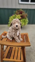 Sundae, a male Miniature Goldendoodle for sale in Rock Valley, IA – 1 of 1