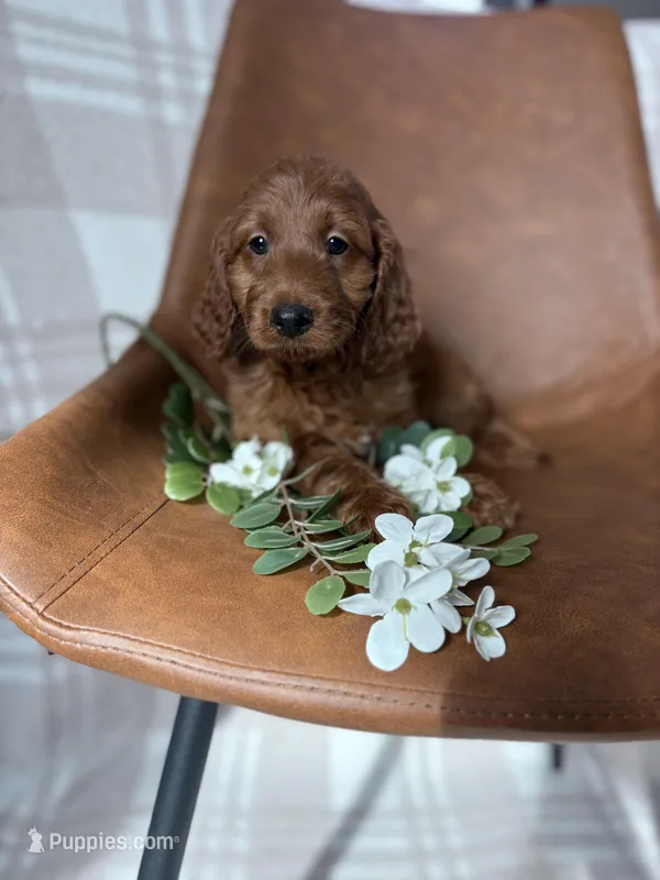 Paris – Irish Doodle puppy for sale in Rock Valley, IA