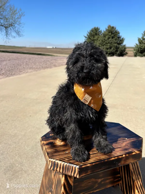 Onyx – Miniature Goldendoodle puppy for sale in Rock Valley, IA
