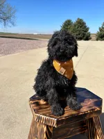 Onyx, a male Miniature Goldendoodle for sale in Rock Valley, IA – 1 of 1