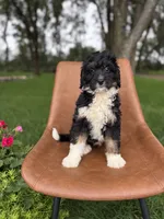 Auburn, a male Miniature Bernedoodle for sale in Rock Valley, IA – 1 of 1