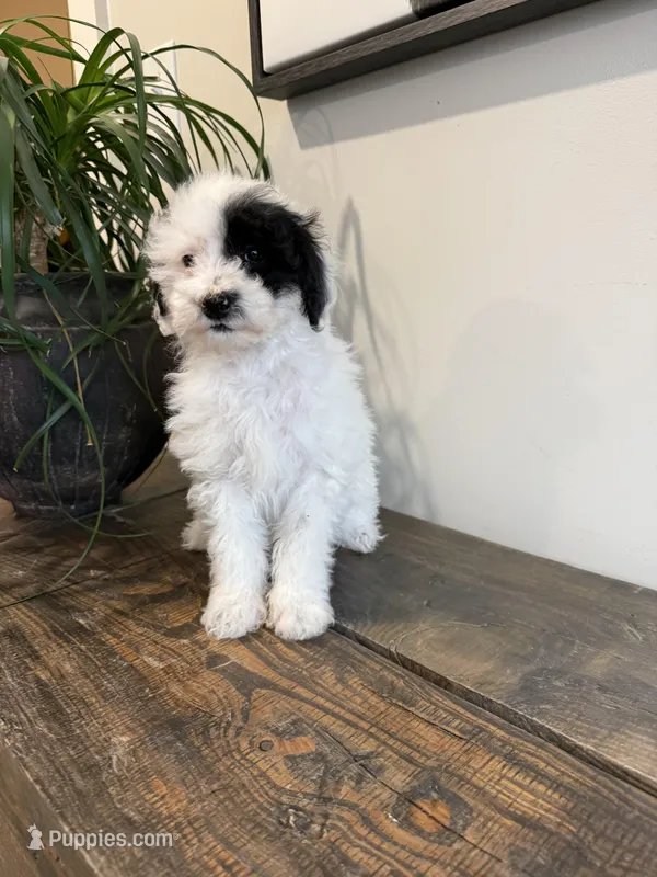 Olive – Sheepadoodle puppy for sale in Rock Valley, IA