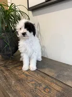 Olive, a female Sheepadoodle for sale in Rock Valley, IA – 1 of 1