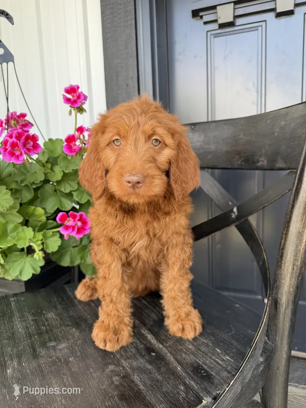 Chocolate – Goldendoodle puppy for sale in Rock Valley, IA