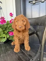 Chocolate, a female Goldendoodle for sale in Rock Valley, IA – 1 of 1
