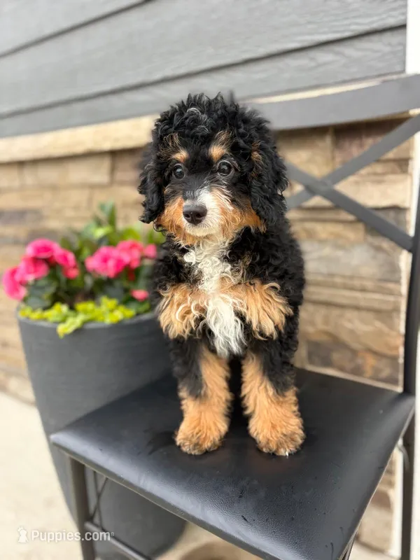 Willa, a female Miniature Bernedoodle for sale in Rock Valley, IA – Photo 1 of 1