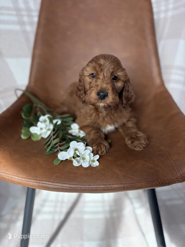 Denver – Irish Doodle puppy for sale in Rock Valley, IA