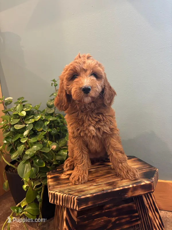Espresso – Goldendoodle puppy for sale in Rock Valley, IA