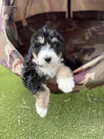 Sailor, a male Bernedoodle for sale in Rock Valley, IA – 1 of 1