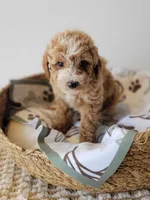 Donald, a male Miniature Goldendoodle for sale in Rock Valley, IA – 1 of 1
