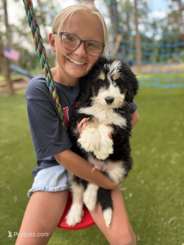 Cove – Bernedoodle puppy for sale in Rock Valley, IA