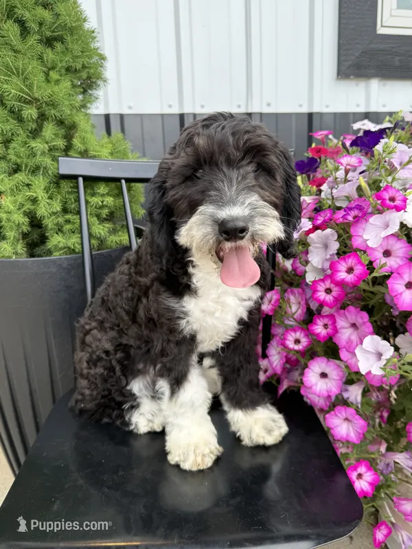 Havarti – Sheepadoodle puppy for sale in Rock Valley, IA