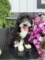 Havarti, a male Sheepadoodle for sale in Rock Valley, IA – 1 of 1