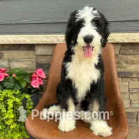 Ranger-Standard – Bernedoodle puppy for sale in Rock Valley, IA