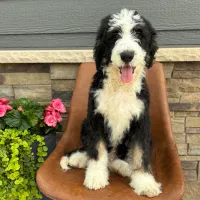 Ranger-Standard, a male Bernedoodle for sale in Rock Valley, IA – 1 of 1