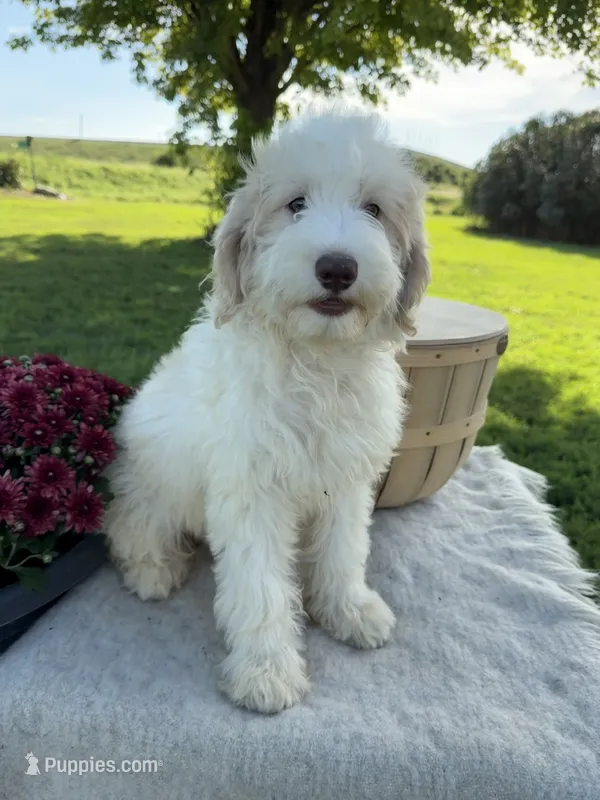 Elsie-medium – English Goldendoodle puppy for sale in Rock Valley, IA