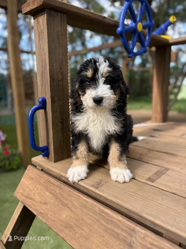 Reef – Bernedoodle puppy for sale in Rock Valley, IA