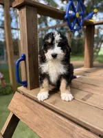 Reef, a male Bernedoodle for sale in Rock Valley, IA – 1 of 1