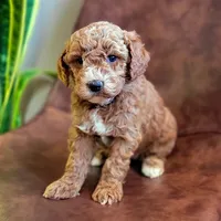Artemisia-medium f1b, a female Miniature Goldendoodle for sale in Rock Valley, IA – Photo 2 of 2