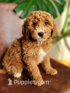 Artemisia-medium f1b