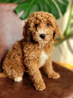 Artemisia-medium f1b, a female Miniature Goldendoodle for sale in Rock Valley, IA – Photo 1 of 2