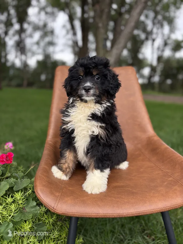 Copper – Miniature Bernedoodle puppy for sale in Rock Valley, IA
