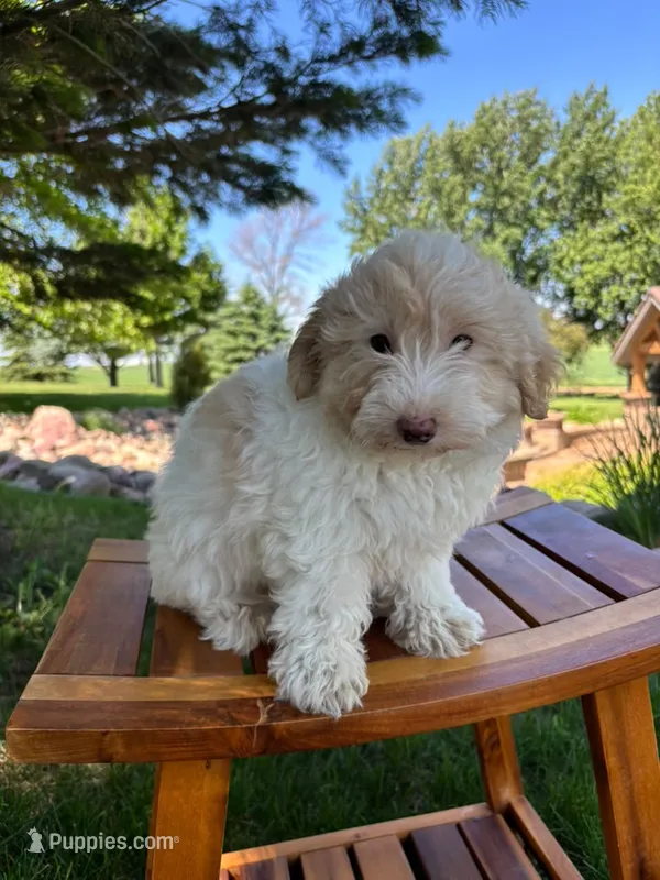 Biscotti – Sheepadoodle puppy for sale in Rock Valley, IA