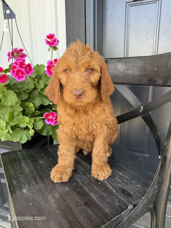 Crumble – Goldendoodle puppy for sale in Rock Valley, IA
