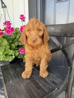 Crumble, a female Goldendoodle for sale in Rock Valley, IA – 1 of 1