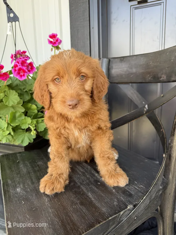 Brownie – Goldendoodle puppy for sale in Rock Valley, IA