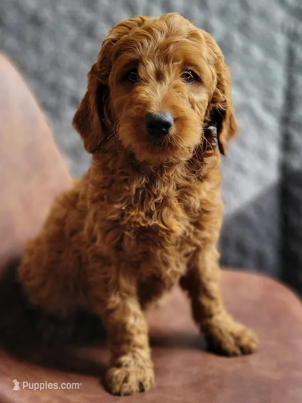 Darla - medium f1b – Goldendoodle puppy for sale in Rock Valley, IA