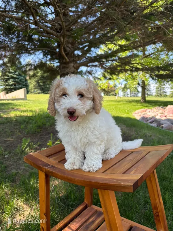 Tiramisu – Sheepadoodle puppy for sale in Rock Valley, IA