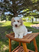 Tiramisu, a female Sheepadoodle for sale in Rock Valley, IA – 1 of 1