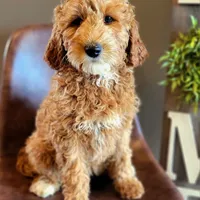 Rosa-medium f1b, a female Miniature Goldendoodle for sale in Rock Valley, IA – Photo 1 of 2