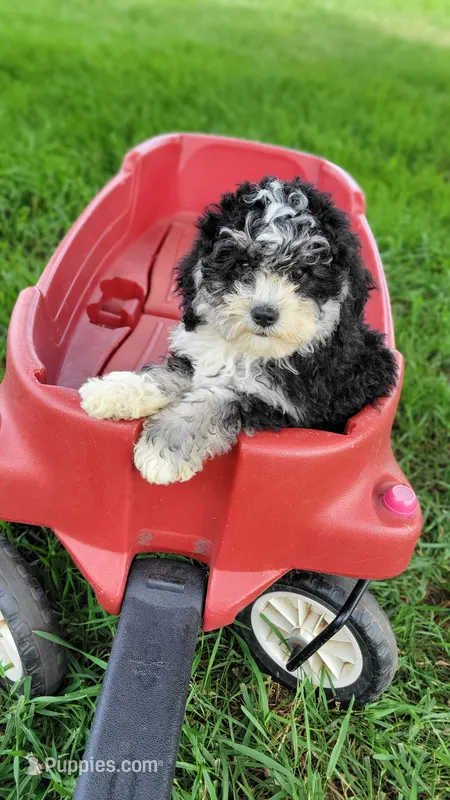 Paddington – Miniature Bernedoodle puppy for sale in Rock Valley, IA
