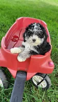 Paddington, a male Miniature Bernedoodle for sale in Rock Valley, IA – 1 of 1