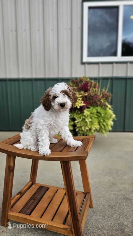 Oreo – Miniature Goldendoodle puppy for sale in Rock Valley, IA