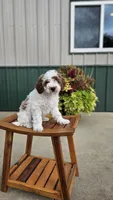 Oreo, a male Miniature Goldendoodle for sale in Rock Valley, IA – 1 of 1
