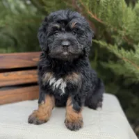 Ember - mini f1, a female English Goldendoodle for sale in Rock Valley, IA – Photo 1 of 2