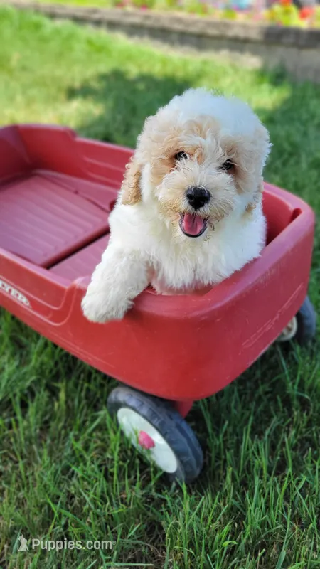 Yogi – Miniature Bernedoodle puppy for sale in Rock Valley, IA