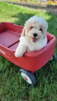 Yogi, a male Miniature Bernedoodle for sale in Rock Valley, IA – 1 of 1