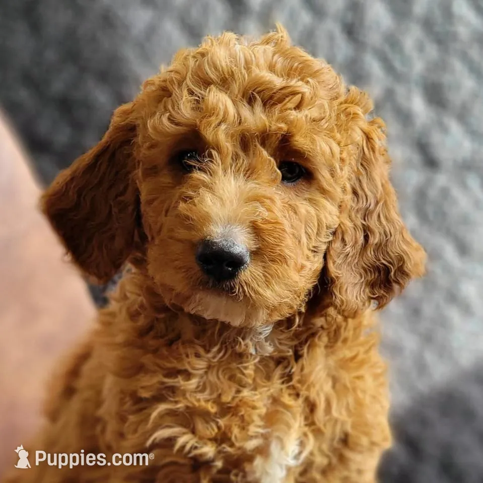 Coral - medium f1b – Goldendoodle puppy for sale in Rock Valley, IA