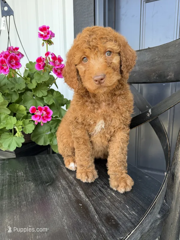 Cookie – Goldendoodle puppy for sale in Rock Valley, IA