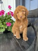 Cookie, a female Goldendoodle for sale in Rock Valley, IA – 1 of 1
